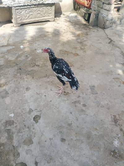 Aseel Mianwali