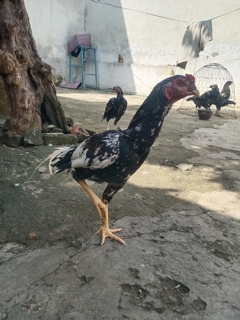 Aseel Mianwali — photo 2