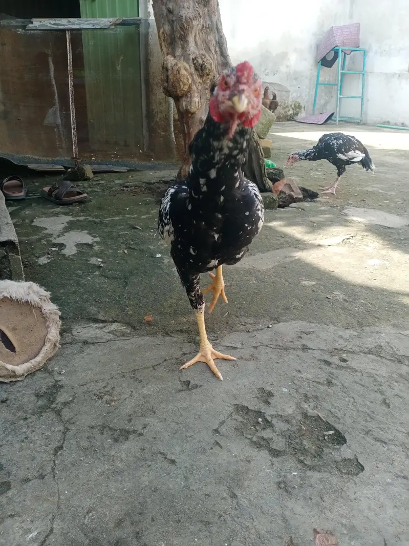 Aseel Mianwali — photo 3