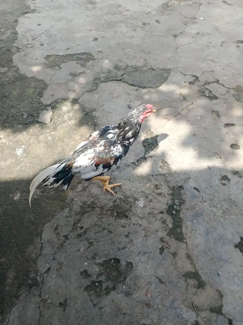 Aseel Mianwali — photo 4