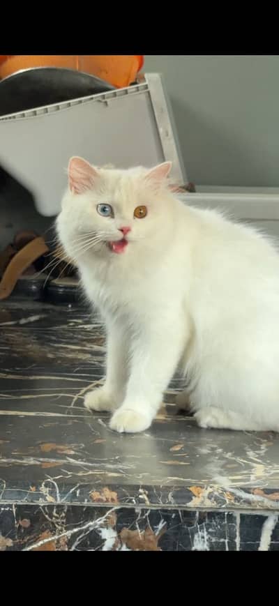 beautiful pure breed persian kitten and his mother