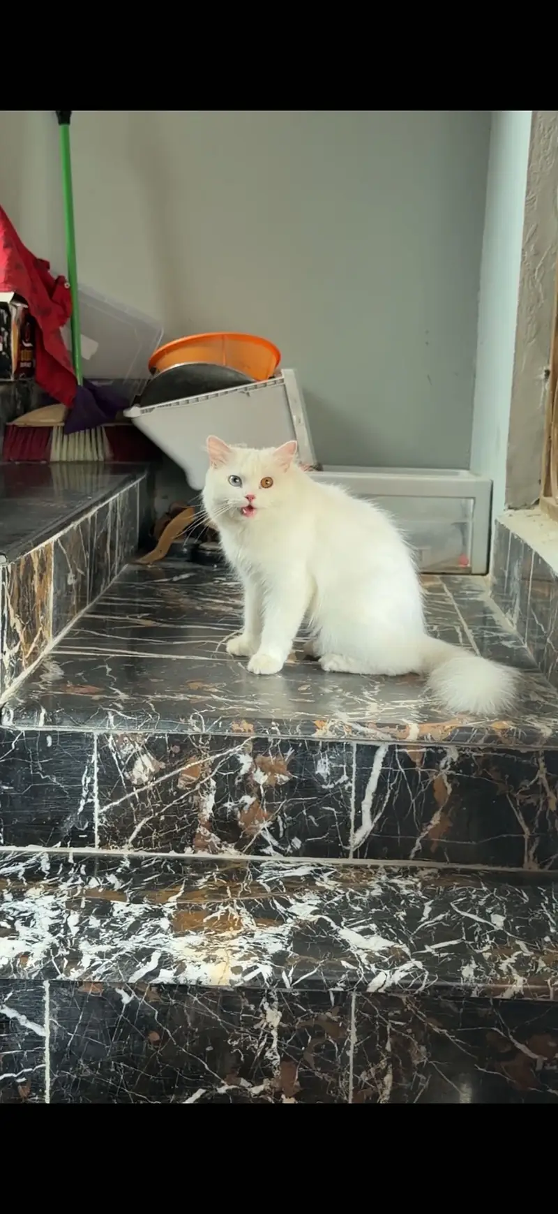 beautiful pure breed persian kitten and his mother — photo 3