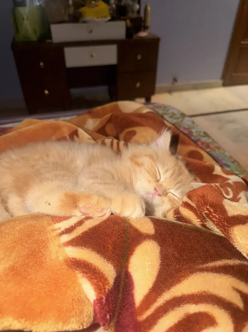 beautiful pure breed persian kitten and his mother — photo 4