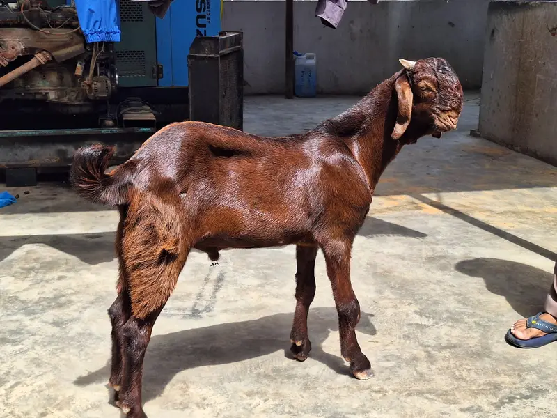 Tota puri male kid — photo 10