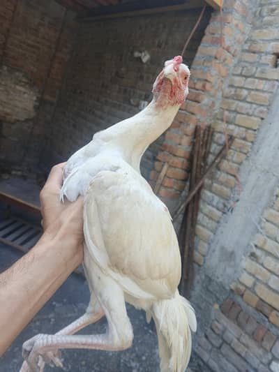 white aseeel wats 03132387208