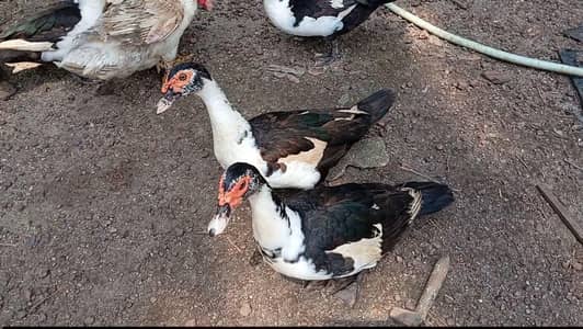 beautiful kurk wali other Ducks