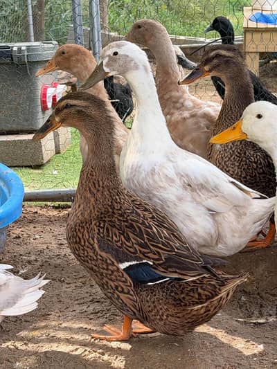 beautiful kurk wali other Ducks