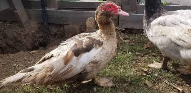 beautiful kurk wali other Ducks