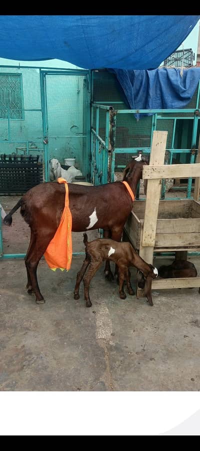 Nagar bakri first timer 2 dant 2 baby's kia saat 2no Near mashahallah