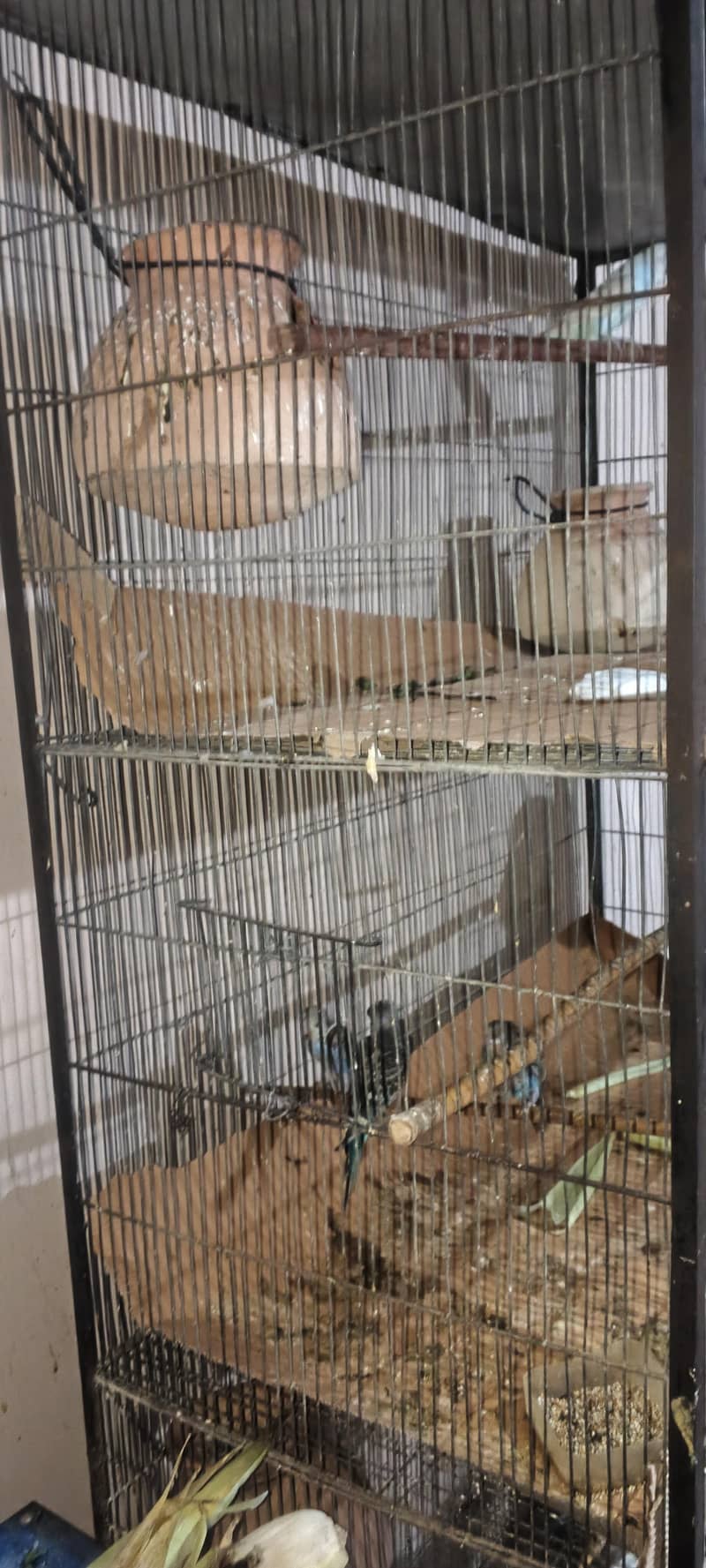 4 portion big cage 1
