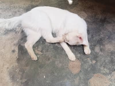 pakistan cat