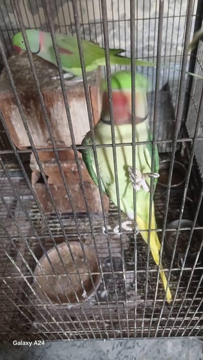 for sale