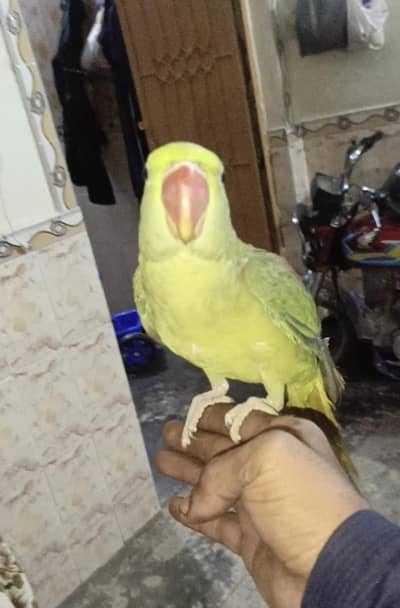 raw parrot for sale