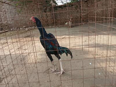 Aseel for sale