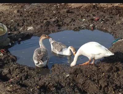 Long Neck Ducks