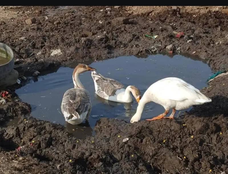 Long Neck Ducks 0