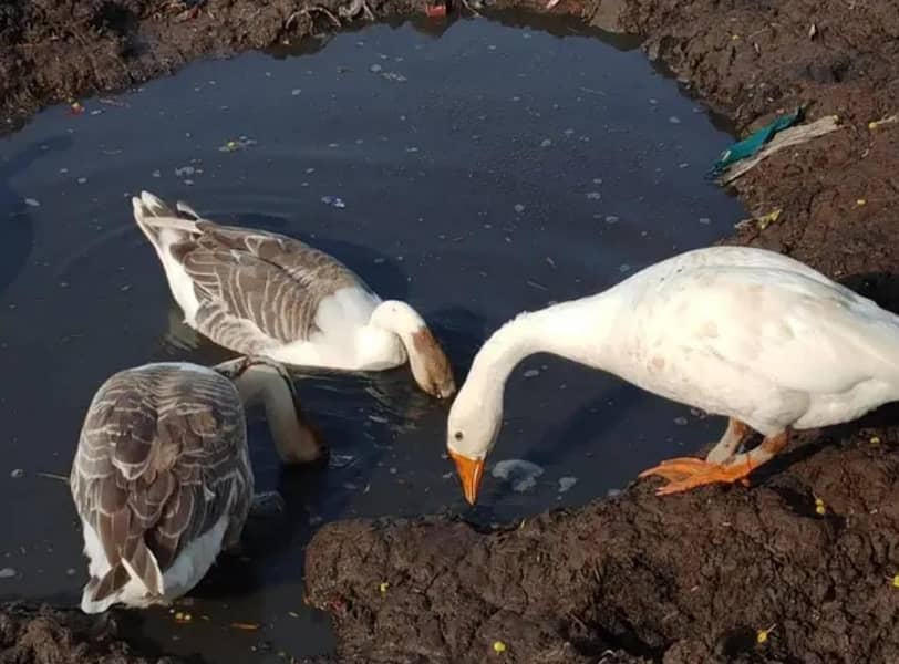 Long Neck Ducks 1