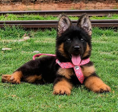 German Shepherd Pupps | German Shepherd Pupp | GSD Pupps For Sale