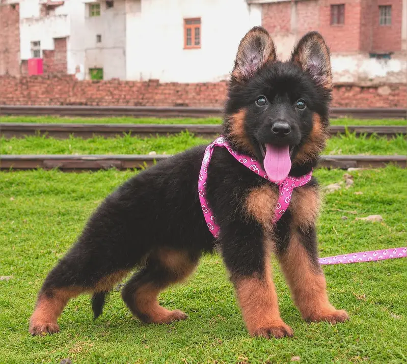 German Shepherd Pupps | German Shepherd Pupp | GSD Pupps For Sale — photo 4