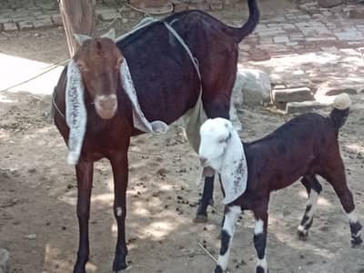2 Bakriyan aur 3 bachy for sale