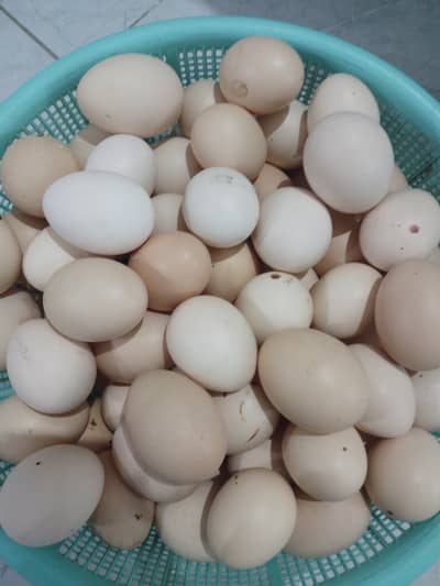 eggs for sale