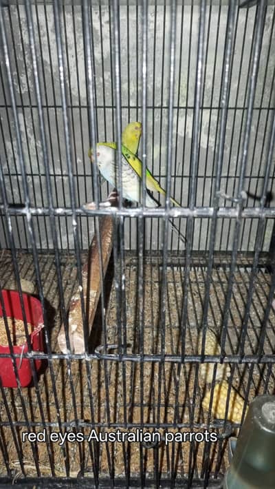 love birds Austrian parrots with c 2 cages