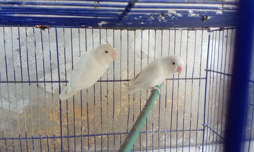 Albino black eye love bird . Healty parrots.