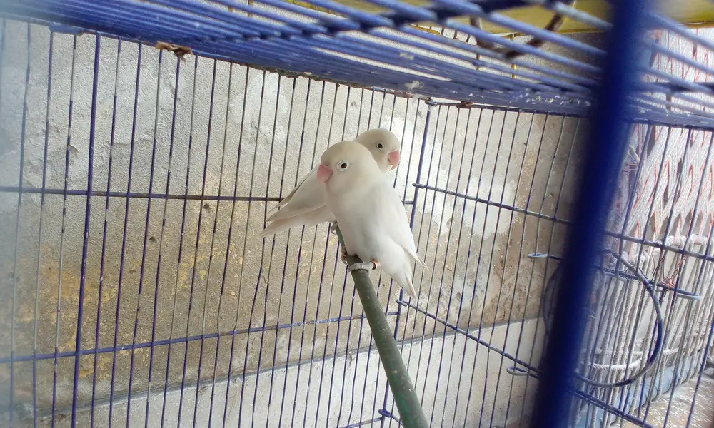 Albino black eye love bird . Healty parrots. — photo 3