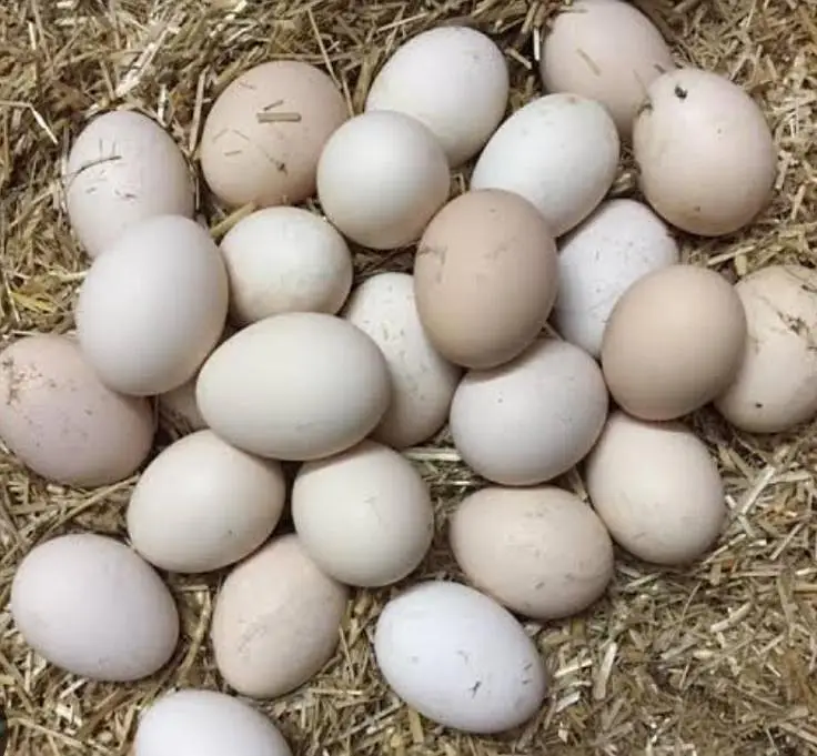 desi eggs, pure desi eggs — photo 2