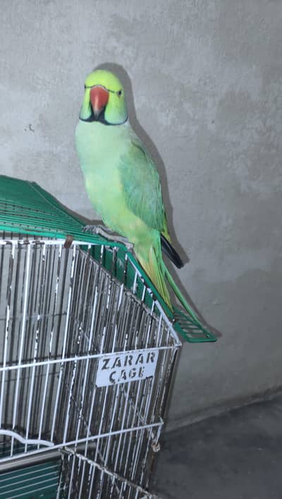 Parrot for sale