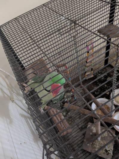 raw parrot/alexzender parrot