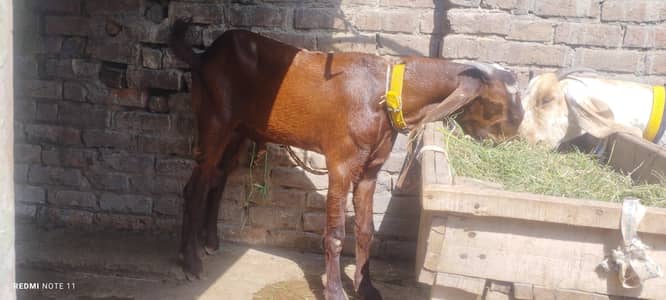 madrisa mandi ki makhi cheni bakri and ambrsari breeder male