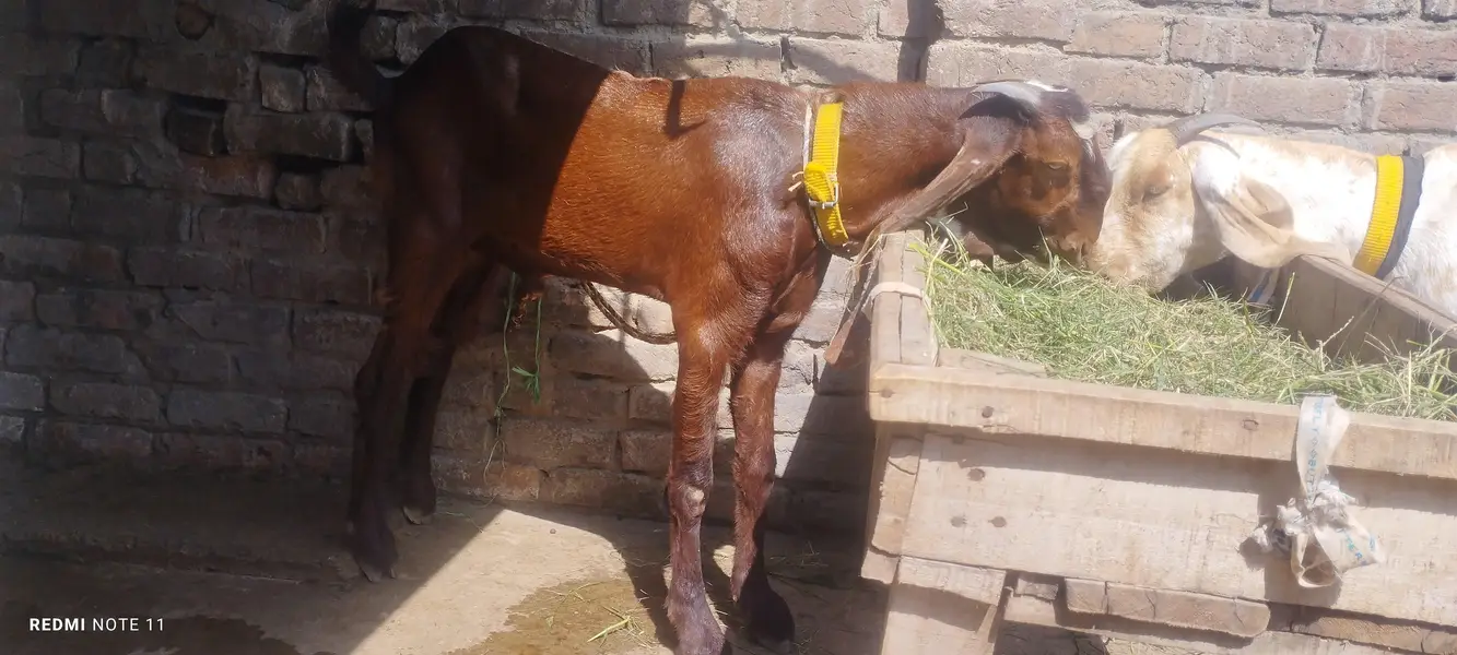 madrisa mandi ki makhi cheni bakri and ambrsari breeder male — photo 3