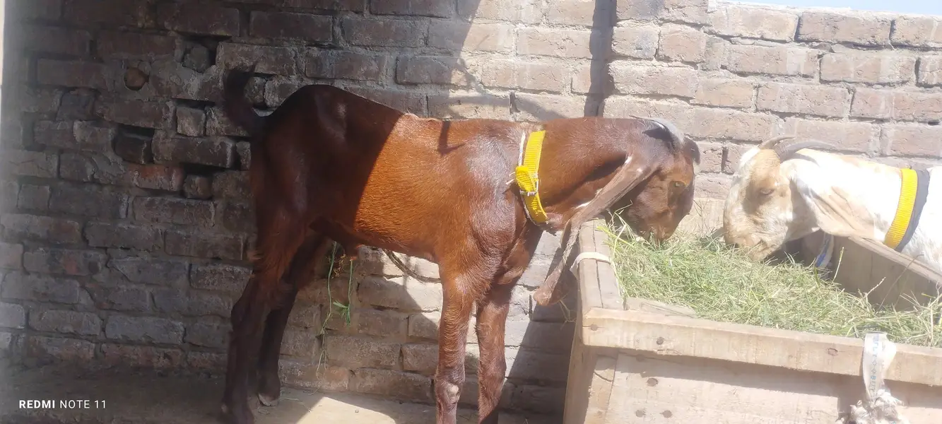 madrisa mandi ki makhi cheni bakri and ambrsari breeder male — photo 4