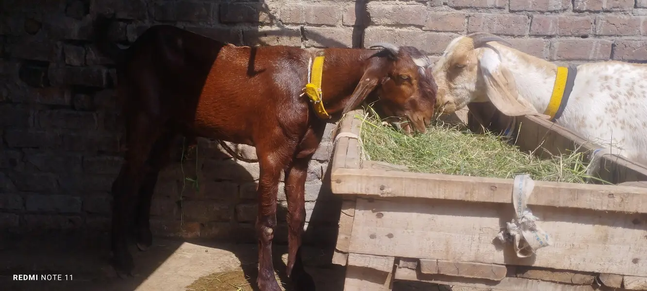 madrisa mandi ki makhi cheni bakri and ambrsari breeder male — photo 5