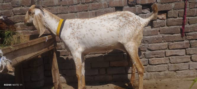 madrisa mandi ki makhi cheni bakri and ambrsari breeder male