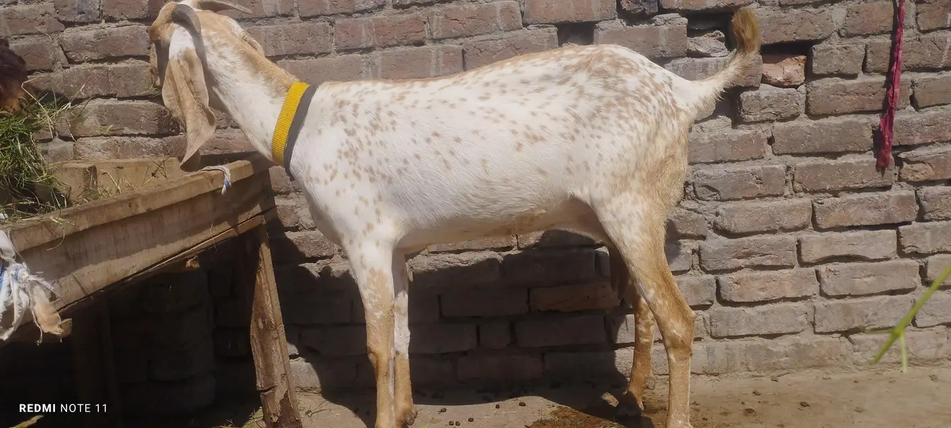 madrisa mandi ki makhi cheni bakri and ambrsari breeder male — photo 6