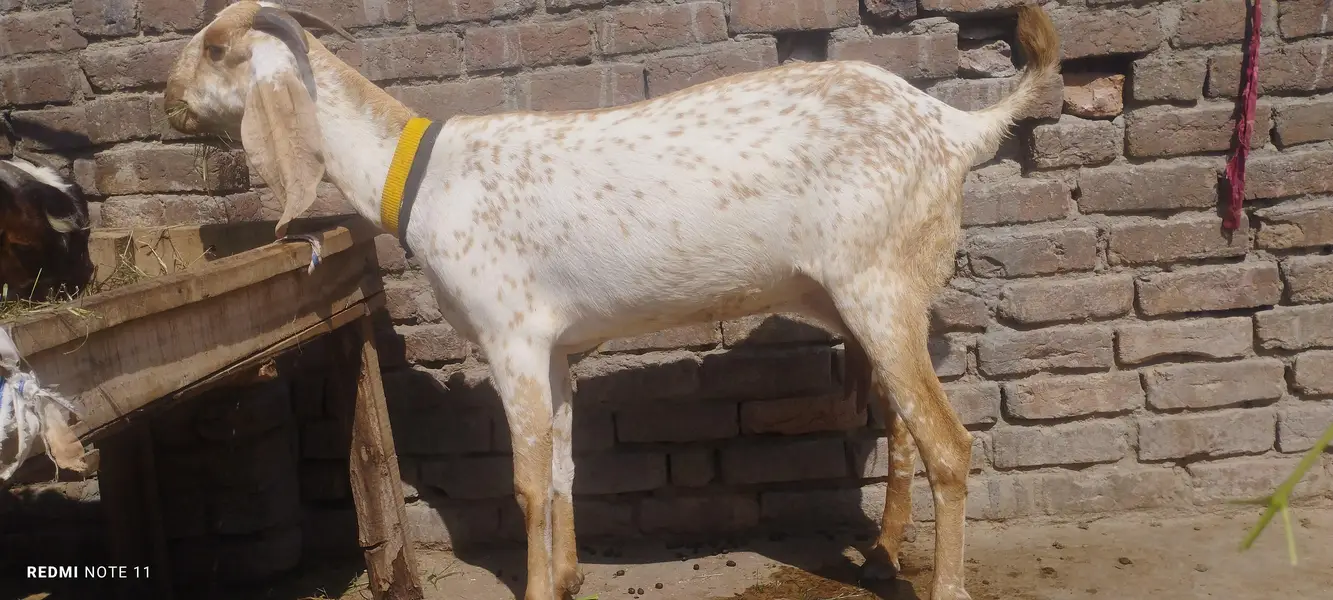 madrisa mandi ki makhi cheni bakri and ambrsari breeder male — photo 7