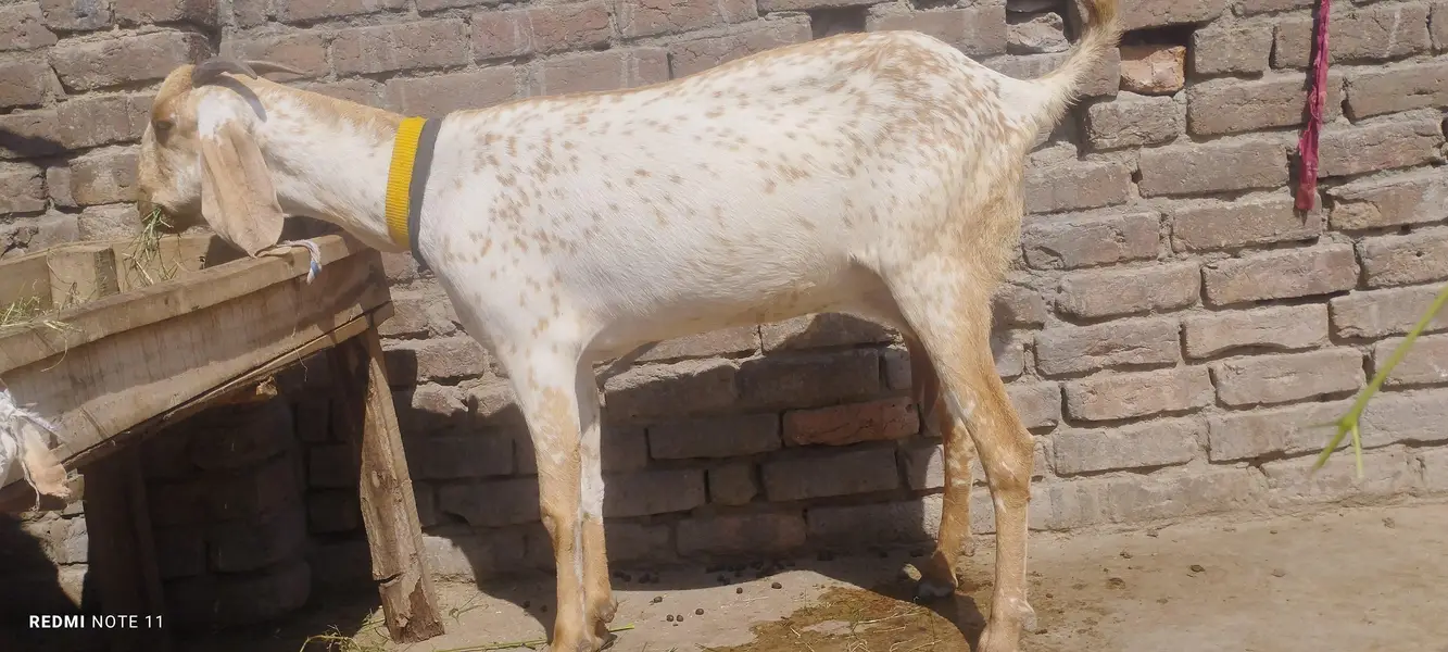 madrisa mandi ki makhi cheni bakri and ambrsari breeder male — photo 8
