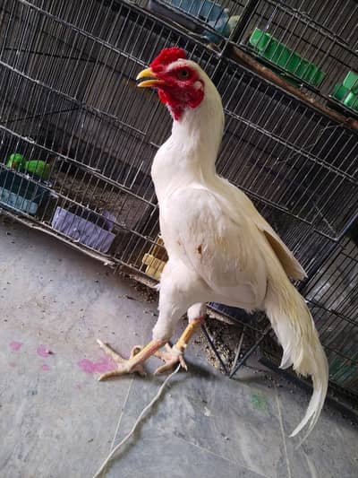 urgent sale