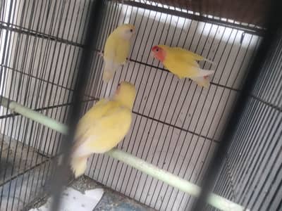 beatiful lovebird pair with chick