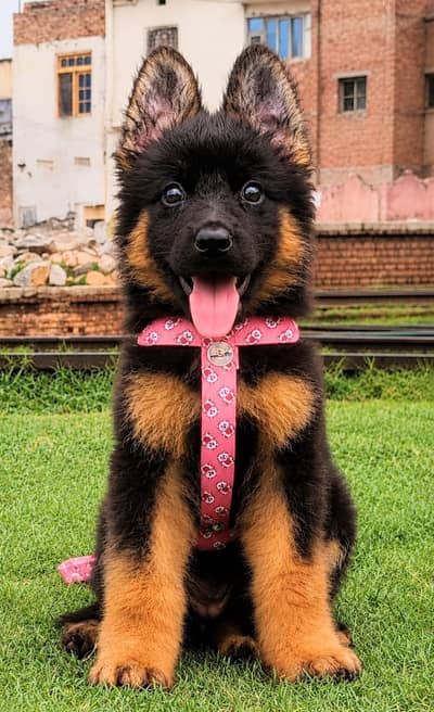 German Shepherd Pupps | German Shepherd Pupps | Pupps For Sale | GSD