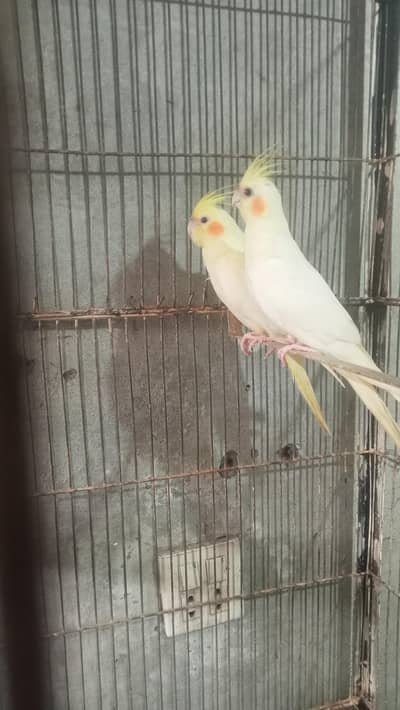 cocktail parrot sale price 5000