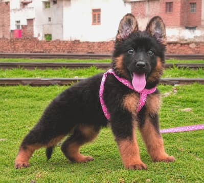 German Shepherd Pupps |  German Pupps | Long Coat Pupps For Sale | GSD