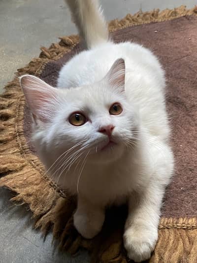 Persian Male 5 Monthd