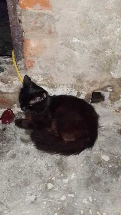 black cat