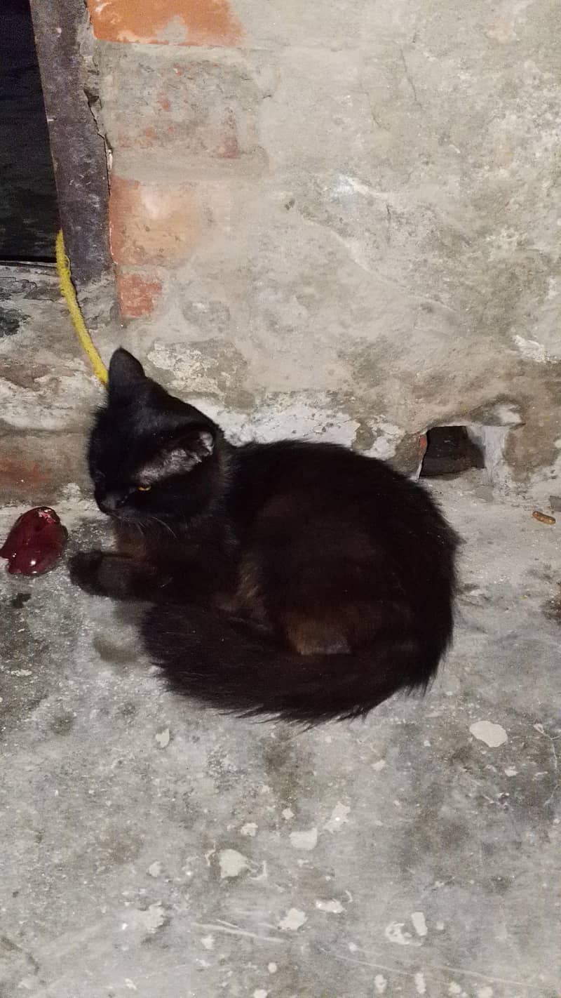 black cat 0