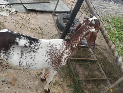 *Desi Female  bakri Available*