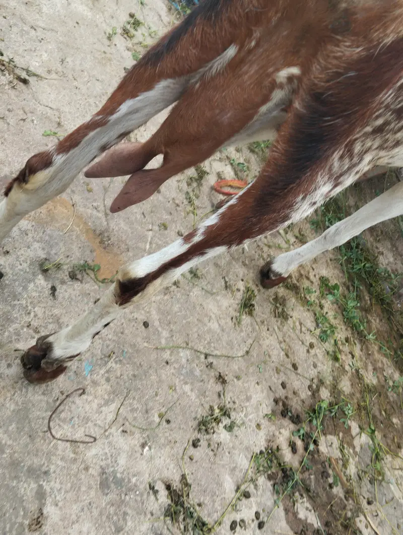 *Desi Female  bakri Available* — photo 2