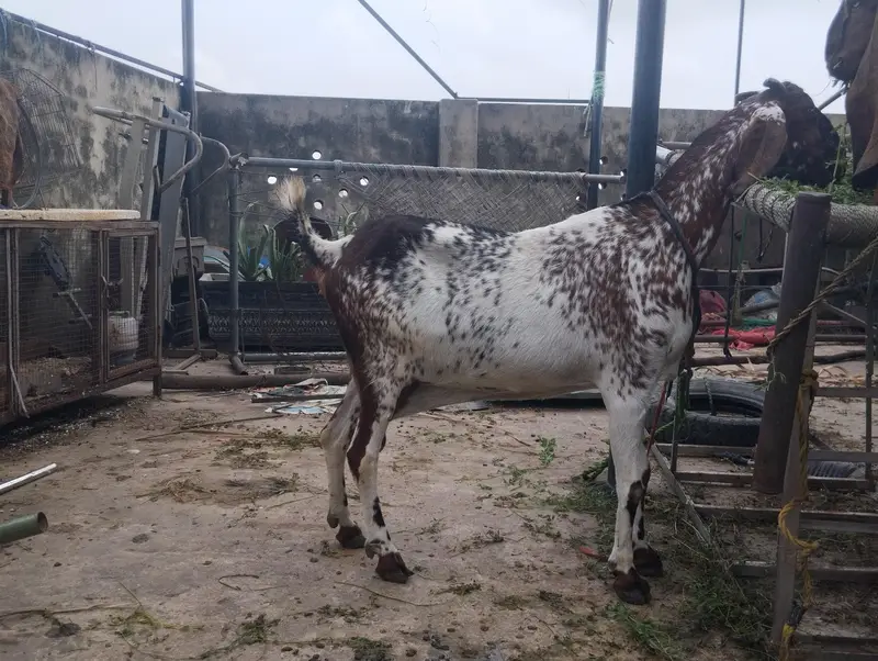 *Desi Female  bakri Available* — photo 3